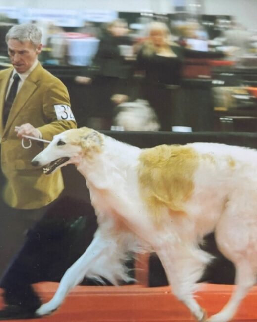 Man handling Borzoi dog at a show event.