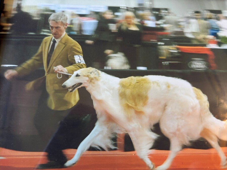 Man handling Borzoi dog at a show event.