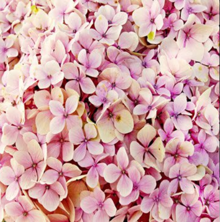 Pink hydrangea flowers in full bloom.