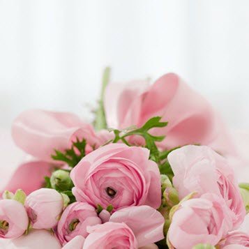 Bouquet of pink ranunculus flowers with ribbon