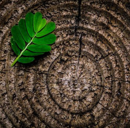 Green leaf on tree trunk rings