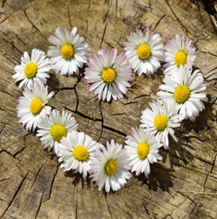 Daisy flowers arranged in heart shape on a log.