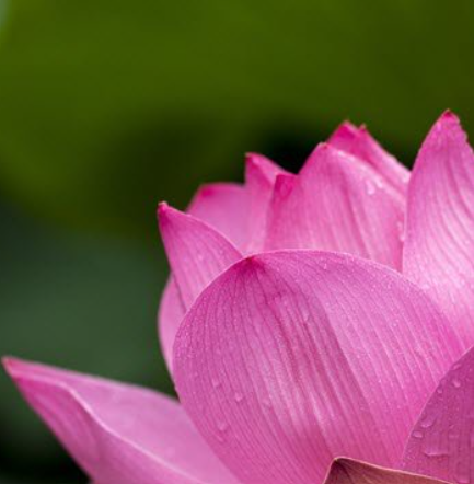 Vibrant pink lotus flower close-up