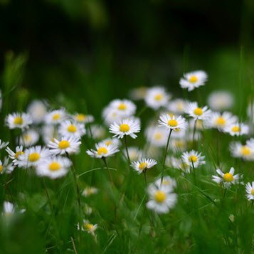 Field of daisies in lush green grass.