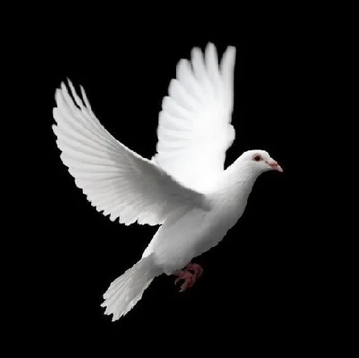 dove new 1