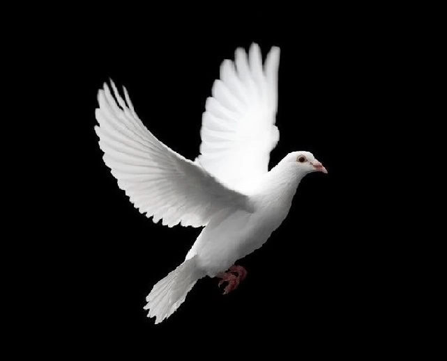 dove new 1