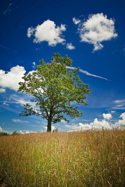 Solitary tree in sunny meadow under blue sky.