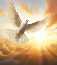 White dove soaring in a radiant sky
