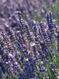 Close-up of blooming lavender flowers in a field.