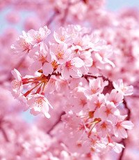 Pink cherry blossoms in full bloom on branches.