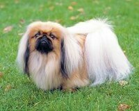 GOETHEM, Arlene Van Goethem Fluffy Pekingese dog standing on grass