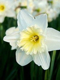 Close-up of blooming white daffodil flower.