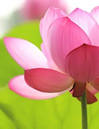 Close-up of a blooming pink lotus flower