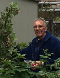 Elderly man harvesting berries in garden