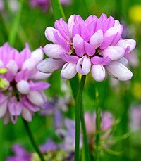 Purple and white wildflowers in a green field