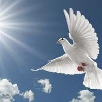 White dove flying under bright sun and clouds