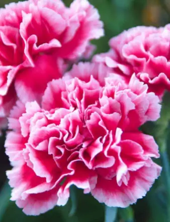 Bright pink carnations bloom in garden.