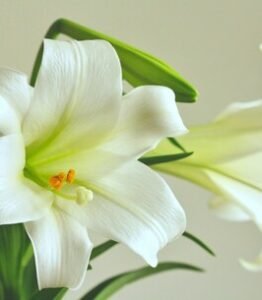 BELLEFEUILLE, Lily Bellefeuille