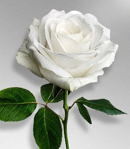 CHADEE, Rabindranath Chadee center 266x305 default flower (2)