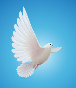 Center 266x305 St Dove 1 1