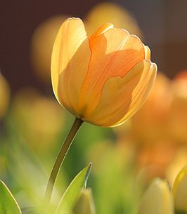 Yellow-orange tulip in sunlight, spring bloom
