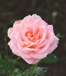 Pink rose in full bloom, green leaves background.