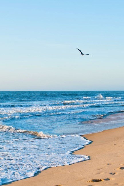 Serene beach with waves and a flying bird.