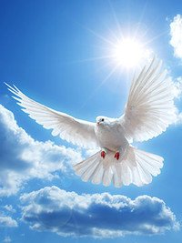 White dove flying with bright sun and clouds.