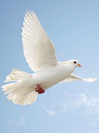White dove flying in clear blue sky.