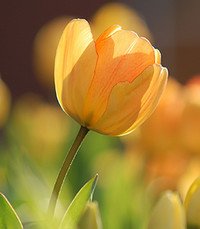 Sunlit yellow tulip in garden