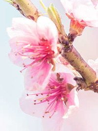Close-up of pink cherry blossoms on branch.