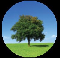 Lone tree in sunny field under blue sky.