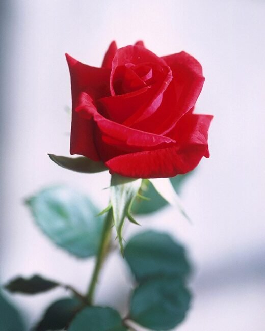 Close-up of a blooming red rose.