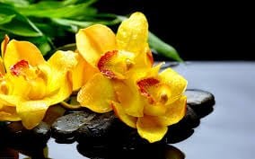 Yellow orchids on wet black stones scene.