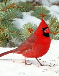 Bright red northern cardinal on snow with greenery.