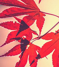 Vibrant red maple leaves on a light background.