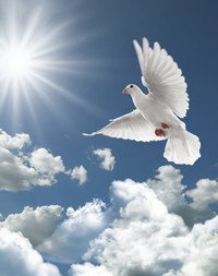 White dove flying in sunny blue sky.