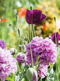 Vibrant poppies and pink blooms in a garden.