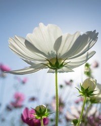 Sunlit white flower against blue sky backdrop.
