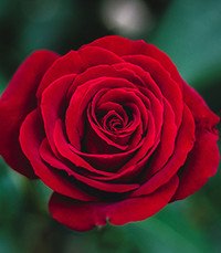 Close-up of a blooming red rose