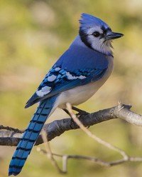 Blue jay perched on a branch