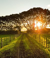 Sunset over rural path with trees and fence