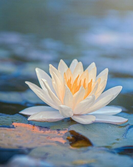 Serene white lotus on tranquil water surface.