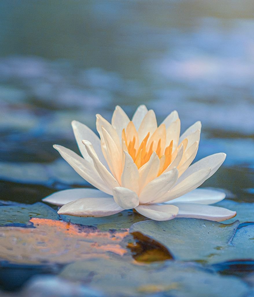 MARVIS, Konstantinos Mavris Serene white lotus on tranquil water surface.