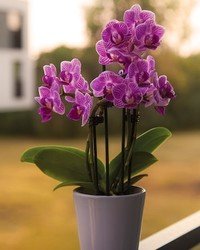 Purple orchids in a white pot on balcony.