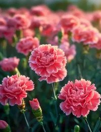 Pink carnations blooming in a garden