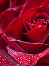Close-up of red rose with water droplets