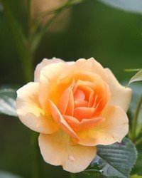 Beautiful blooming peach-colored rose in garden
