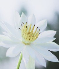 Close-up of blooming white lotus flower
