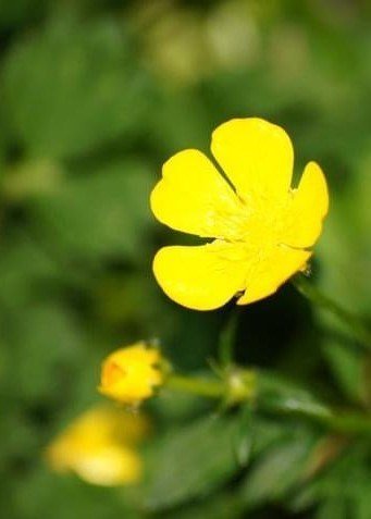 Close-up of bright yellow buttercup flower
